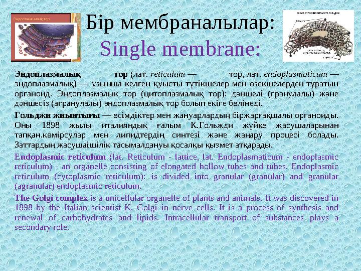 Бір мембраналылар: Single membrane: Эндоплазмалық тор (лат. reticulum — тор, лат. endoplasmaticum — эндоплазмалық) — ұ