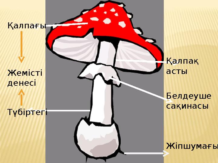 Қалпағы ТүбіртегіЖемісті денесі Қалпақ асты Белдеуше сақинасы Жіпшумағы