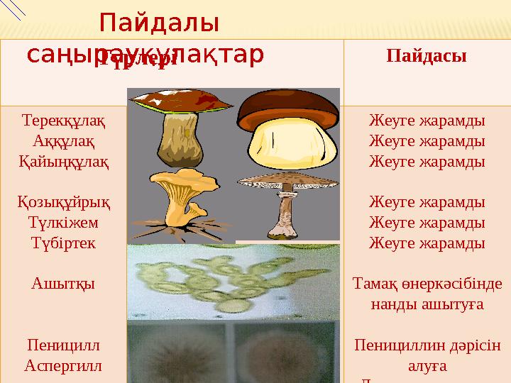 Түрлері Пайдасы Терекқұлақ Аққұлақ Қайыңқұлақ Қозықұйрық Түлкіжем Түбіртек Ашытқы Пеницилл