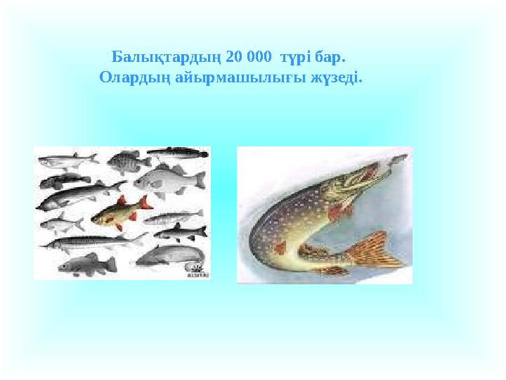 Балықтардың 20 000 түрі бар. Олардың айырмашылығы жүзеді.