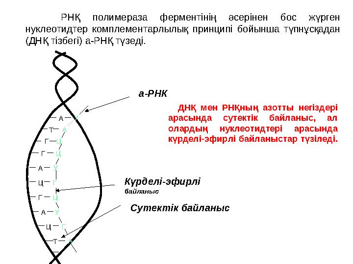 РНҚ полимераза ферментінің әсерінен бос жүрген нуклеотидтер комплементарлылық принципі бойынша түпнұсқадан (ДНҚ тізбе