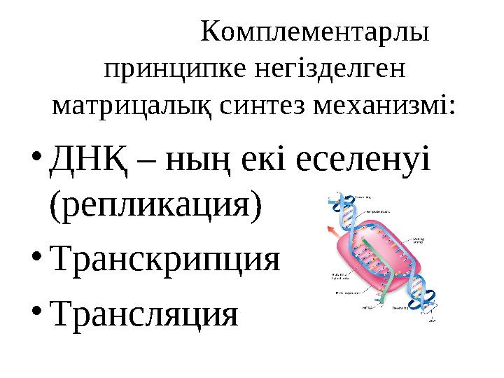 Комплементарлы принципке негізделген матрицалық синтез механизмі: • ДНҚ – ның екі еселенуі ( репликация ) •