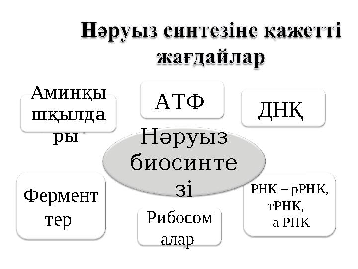 Аминқы шқылда ры Фермент тер Рибосом алар РНК – рРНК, тРНК, а РНКНәруыз биосинте зі ДНҚ АТФ