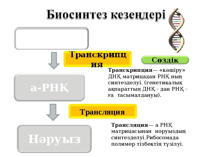 Нәруыз Сөздік а-РНҚ Транскрипция — «көшіру» ДНҚ матрицадан РНҚ ның синтезделуі. (генетикалық ақпараттың ДНҚ - дан РНҚ -