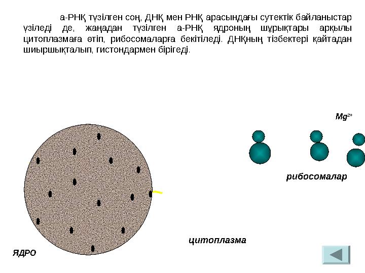 мРНКа-РНҚ түзілген соң, ДНҚ мен РНҚ арасындағы сутектік байланыстар үзіледі де, жаңадан түзілген а-РНҚ ядроның шұрықтары