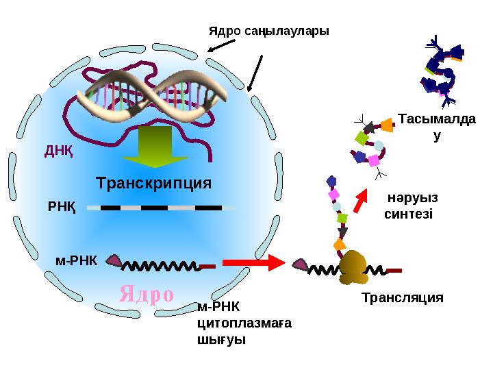 РНҚ ТранскрипцияДНҚ Ядро Ядро саңылаулары м-РНК м-РНК цитоплазмаға шығуы Трансляция нәруыз синтезі Тасымалда у