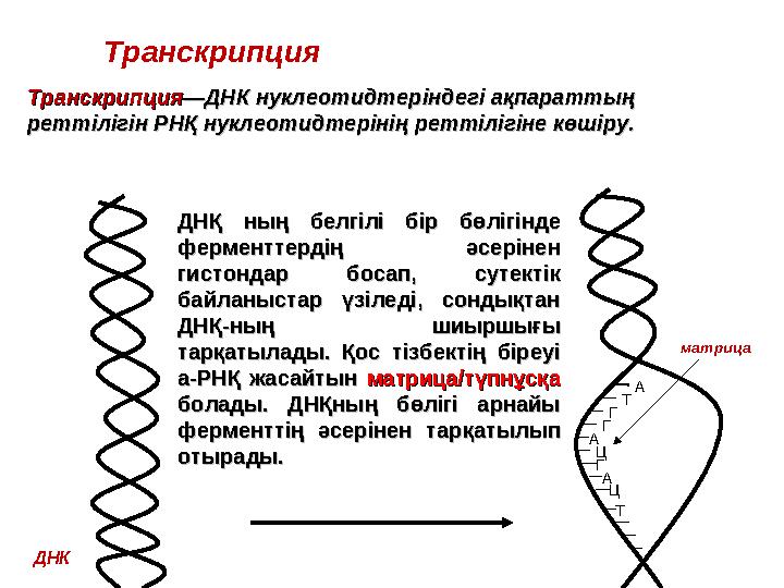 Транскрипция ТранскрипцияТранскрипция —ДНК нуклеотидтер—ДНК нуклеотидтер індегі ақпараттың індегі ақпараттың реттілігін РНҚ нук