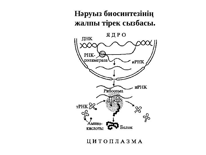 Нәруыз биосинтезінің жалпы тірек сызбасы.