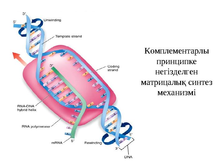 Комплементарлы принципке негізделген матрицалық синтез механизмі