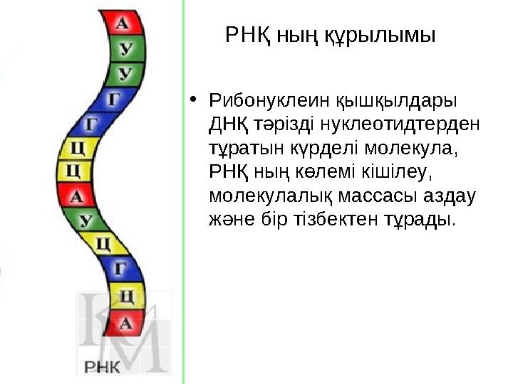 РНҚ ның құрылымы • Рибонуклеин қышқылдары ДНҚ тәрізді нуклеотидтерден тұратын күрделі молекула, РНҚ ның көлемі кішілеу, моле