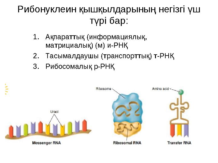 Рибонуклеин қышқылдарының негізгі үш түрі бар: 1. Ақпараттық (информациялық, матрициалық) (м) и-РНҚ 2. Тасымалдаушы (транспорт