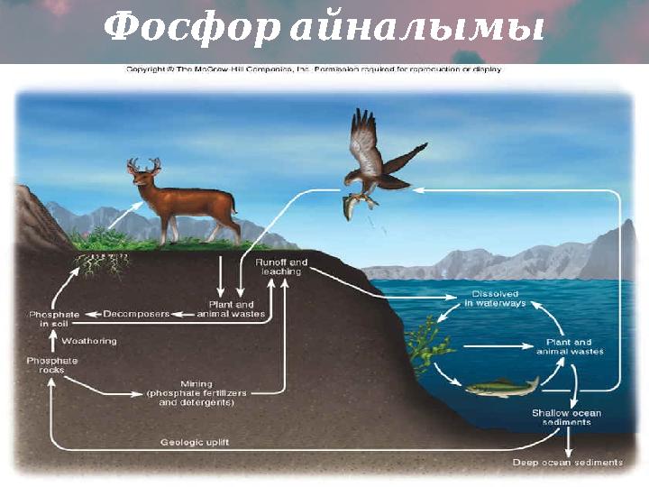 Фосфор айналымы