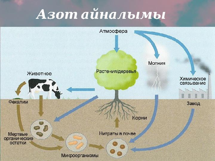 Азот айналымы