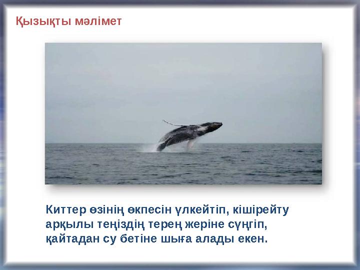 Киттер өзінің өкпесін үлкейтіп, кішірейту арқылы теңіздің терең жеріне сүңгіп, қайтадан су бетіне шыға алады екен.Қызықты мәлі