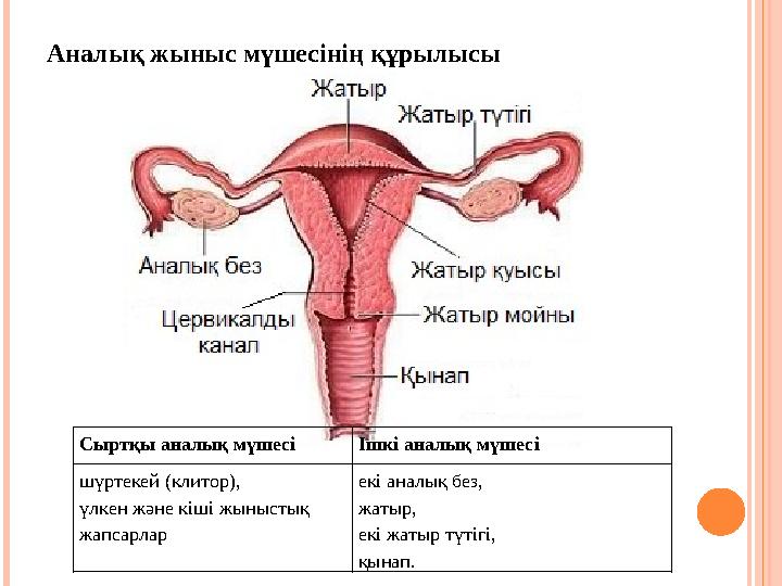 Аналық жыныс мүшесінің құрылысы Сыртқы аналық мүшесі Ішкі аналық мүшесі шүртекей (клитор), үлкен және кіші жыныстық жапсарлар е