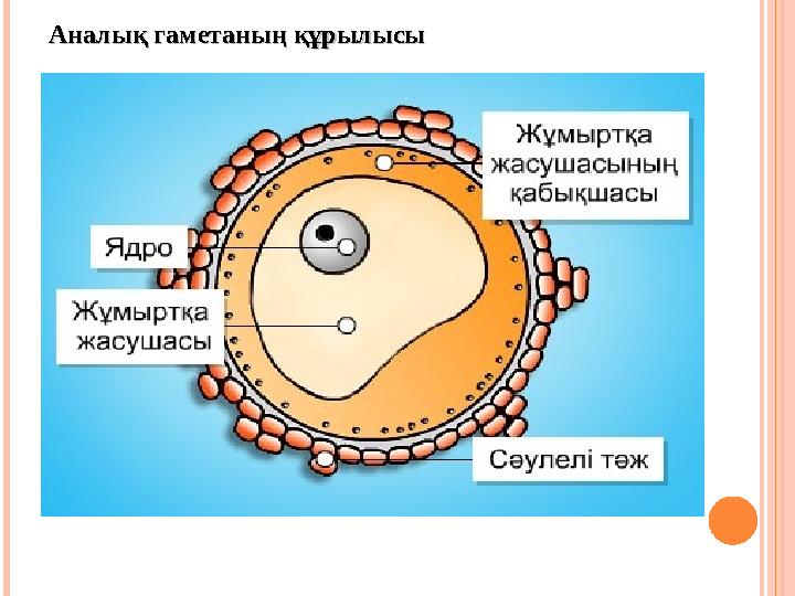 Аналық гаметаның құрылысыАналық гаметаның құрылысы