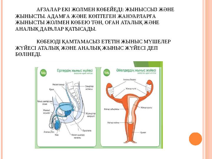 АДАМНЫҢ ЖЫНЫС ЖҮЙЕСІНІҢ ҚҰРЫЛЫСЫ АҒЗАЛАР ЕКІ ЖОЛМЕН КӨБЕЙЕДІ: ЖЫНЫССЫЗ ЖӘНЕ ЖЫНЫСТЫ. АДАМҒА ЖӘНЕ КӨПТЕГЕН ЖАНУАРЛАРҒА ЖЫНЫСТЫ