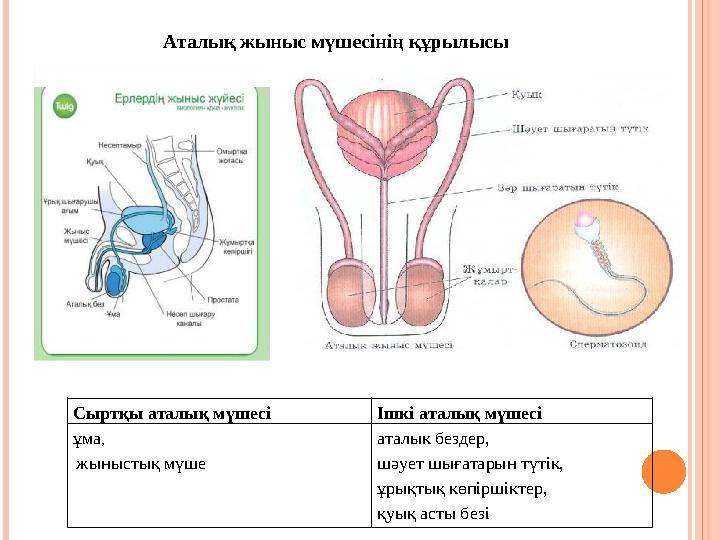 Аталық жыныс мүшесінің құрылысы Сыртқы аталық мүшесі Ішкі аталық мүшесі ұма , жыныстық мүше аталык бездер, шәует шығатарын тү