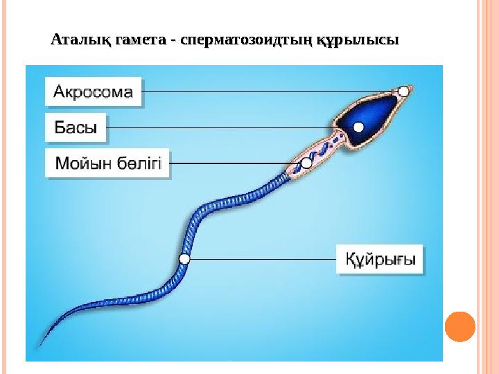 Аталық гамета - сперматозоидтың құрылысыАталық гамета - сперматозоидтың құрылысы