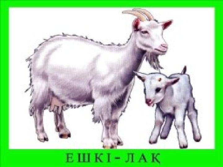 Қой - қозы