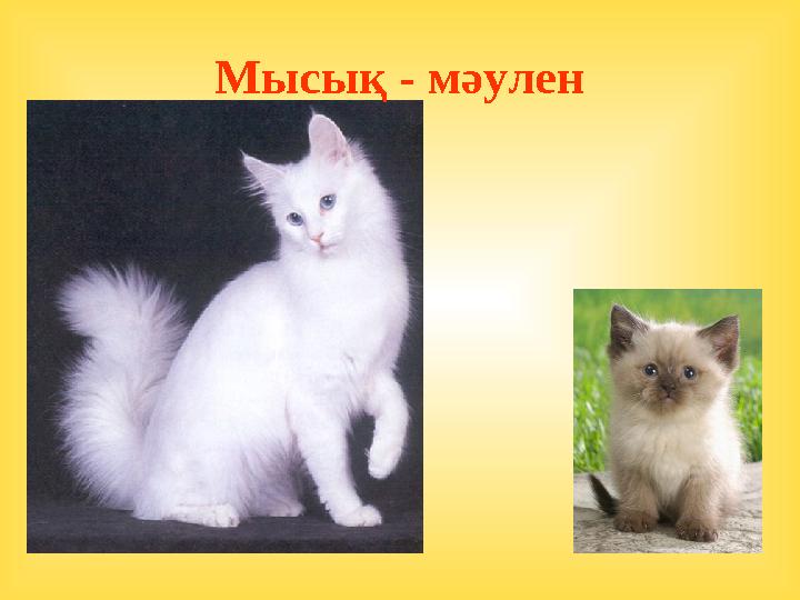 Мысық - мәулен
