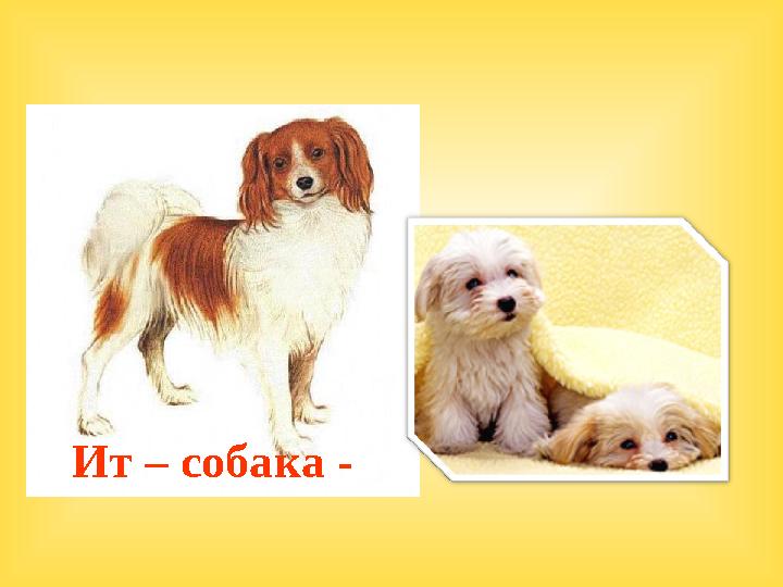 Ит – собака -