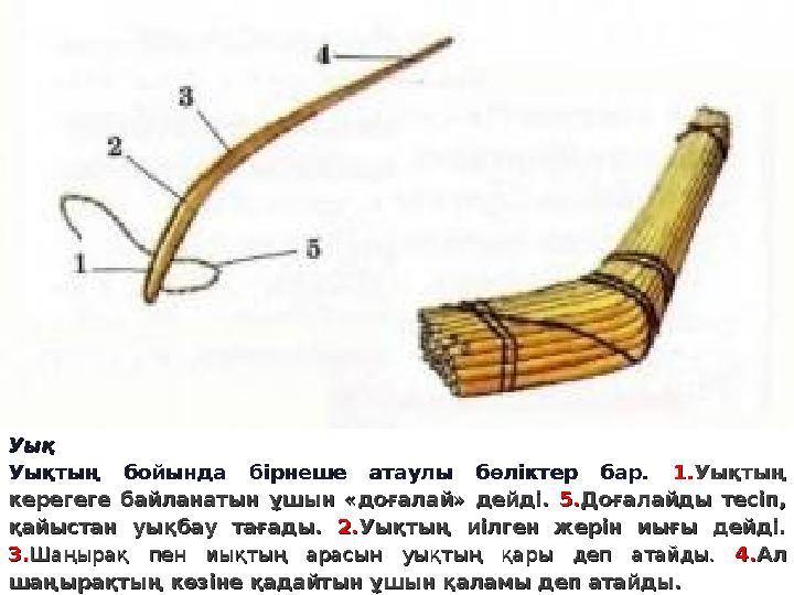Уық Уық Уықтың бойында бірнеше атаулы бөліктер бар. Уықтың бойында бірнеше атаулы бөліктер бар. 1.1. Уықтың Уықт Уық Уық Уықтың бойында бірнеше атаулы бөліктер бар. Уықтың бойында бірнеше атаулы бөліктер бар. 1.1. Уықтың Уықт