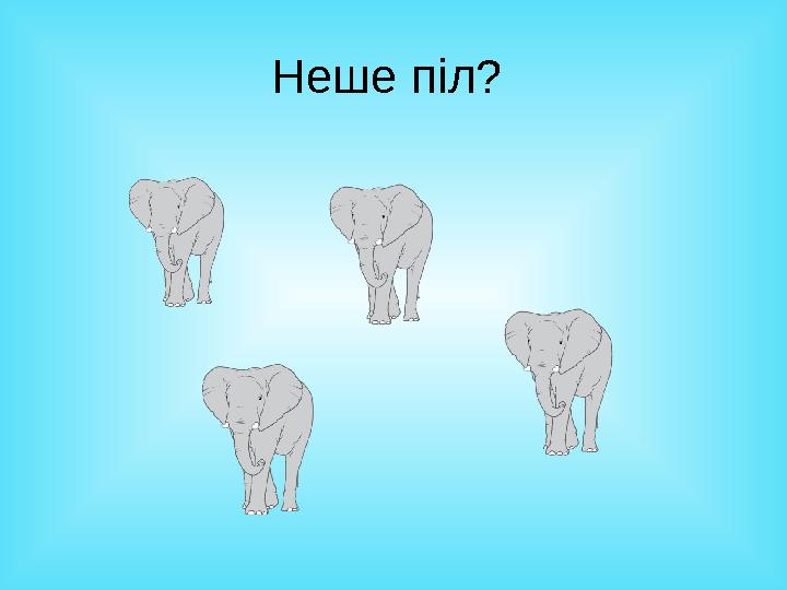 Неше піл?