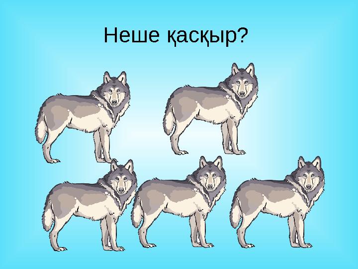 Неше қасқыр?