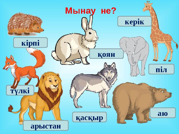 Мынау не? түлкі керік арыстан аю қасқыркірпі қоян піл