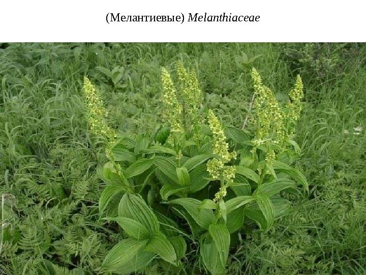 (Мелантиевые) Melanthiaceae