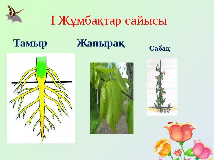 І Жұмбақтар сайысы Тамыр Жапырақ Сабақ