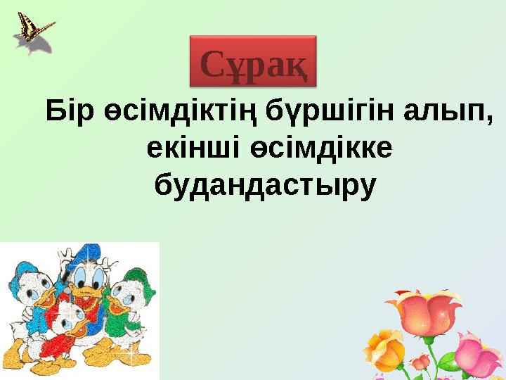 Бір өсімдіктің бүршігін алып, екінші өсімдікке будандастыру Сұрақ