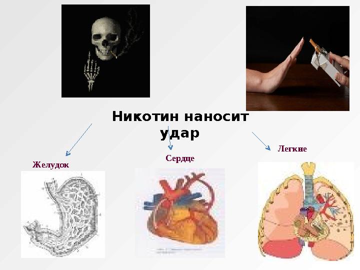 Никотин наносит удар Желудок Сердце Легкие