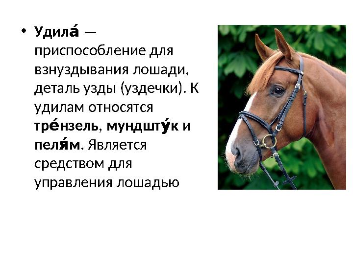 • УдилТе — приспособление для взнуздывания лошади, деталь узды (уздечки). К удилам относятся тр нзель ме , мундшт к ае