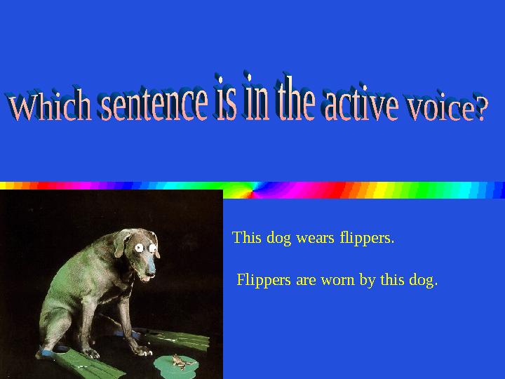 This dog wears flippers. Flippers are worn by this dog.