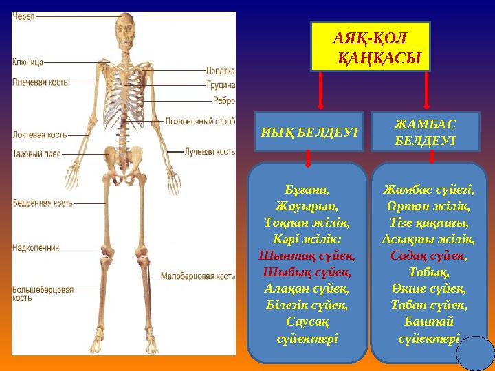 АЯҚ-ҚОЛ ҚАҢҚАСЫ ЖАМБАС БЕЛДЕУІИЫҚ БЕЛДЕУІ Б ұғана, Ж ауырын, Т оқпан жілік, К әрі жілік: Ш ынтақ сүйек, Ш ыбық сүйек, А лақан