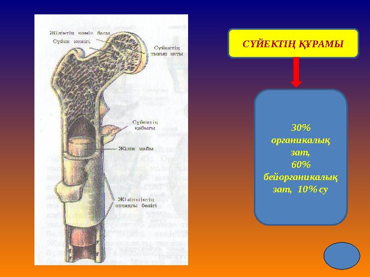 СҮЙЕКТІҢ ҚҰРАМЫ 30% органикалық зат, 60% бейорганикалық зат, 10% су