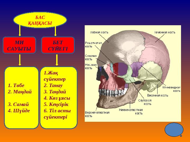 БАС ҚАҢҚАСЫ МИ САУЫТЫ БЕТ СҮЙЕГІ 1. Т өбе 2. М аңдай 3. С амай 4. Ш үйде 1. Ж ақ сүйектер 2. Т анау 3. Т аң