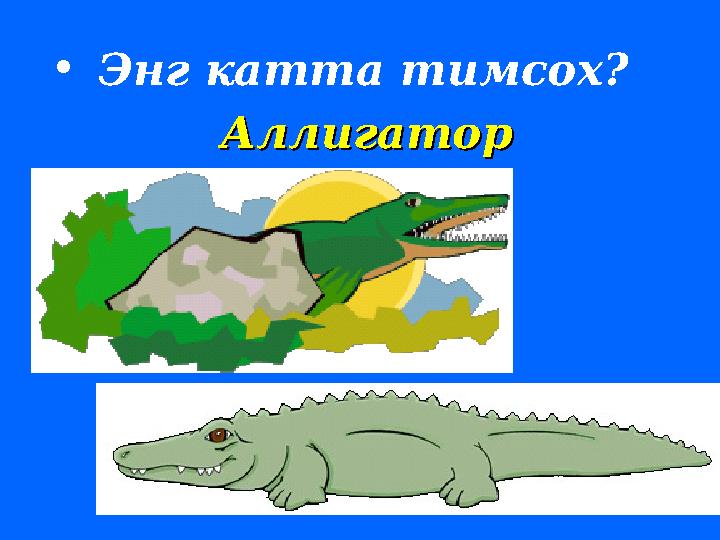 • Энг катта тимсох ? АллигаторАллигатор