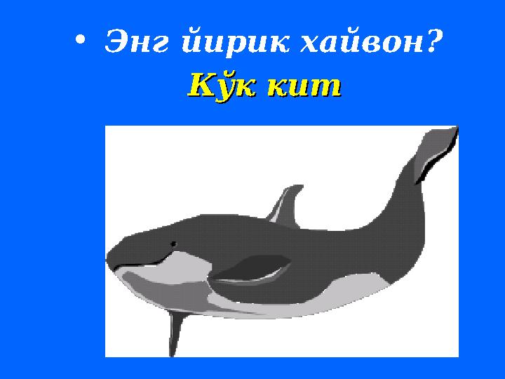 • Энг йирик хайвон ? КК ўк китўк кит