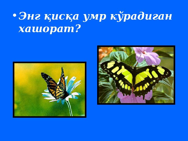 • Энг қисқа умр кўрадиган хашорат ?