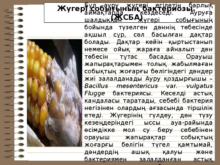 Жүгері собығының бактериозы. ( ЖСБА )Бұл ауру жүгері егілетін барлық аймақтарда кездеседі. Ауруға шалдыққан жүгері