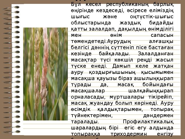 Бидайдың қатты қара күйе ауруы. Бұл кесел республиканың барлық өңірінде кездеседі, əcipece еліміздің шығыс жəне оңтү