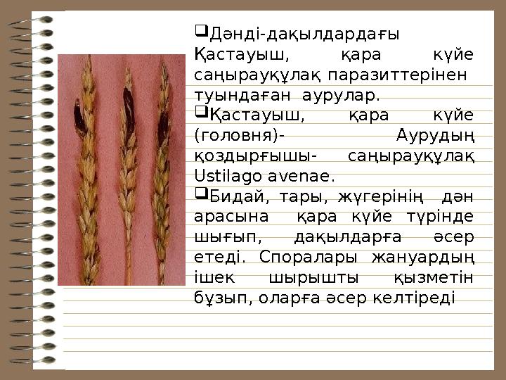  Дәнді-дақылдардағы Қастауыш, қара күйе саңырауқұлақ паразиттерінен туындаған аурулар.  Қастауыш, қара күйе (голов