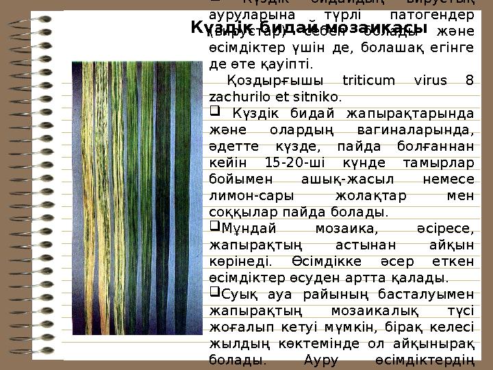 Күздік бидай мозаикасы  Күздік бидайды ң вирустық ауруларына түрлі патогендер (вирустар) себеп болады
