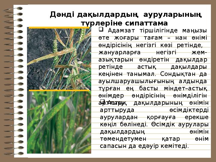 Дәнді дақылдардың ауруларының түрлеріне сипаттама  Адамзат тіршілігінде маңызы өте жоғары тағам – нан өнімі ө