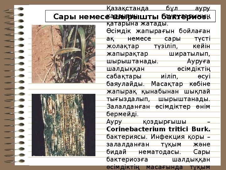 Сары немесе шырышты бактериоз. Қазақстанда бұл ауру карантин ауруларының қатарына жатады. Өсімдік жапырағын бойлаған а