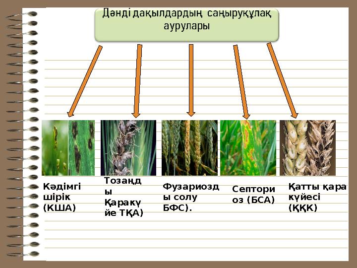 Фузариозд ы солу БФС).Кәдімгі шірік ( КША ) Септори оз (БСА ) Қатты қара күйесі ( ҚҚК )Тозаңд ы Қаракү йе ТҚА )