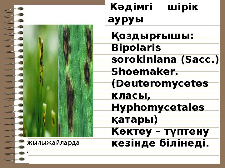 Кәдімгі шірік ауруы Ауру пленкалы жылыжайларда , Қоздырғышы: Bipolaris sorokiniana (Sacc.) Shoemaker. (Deuterom